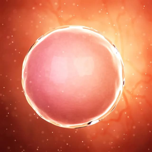 Hafta 1 bebek gelişimi