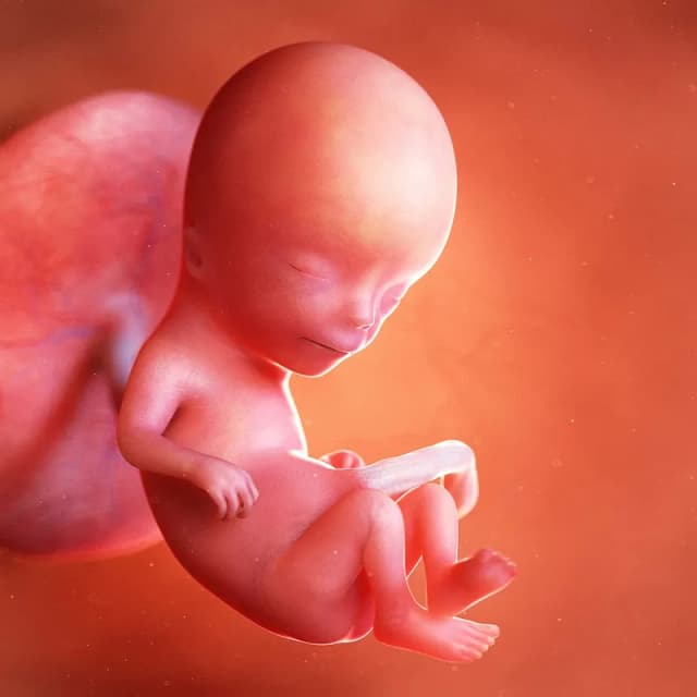 Hafta 13 bebek gelişimi