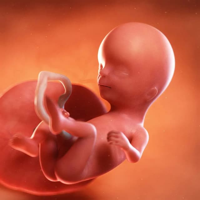 Hafta 14 bebek gelişimi