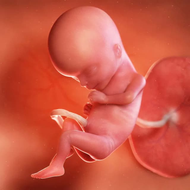 Hafta 15 bebek gelişimi