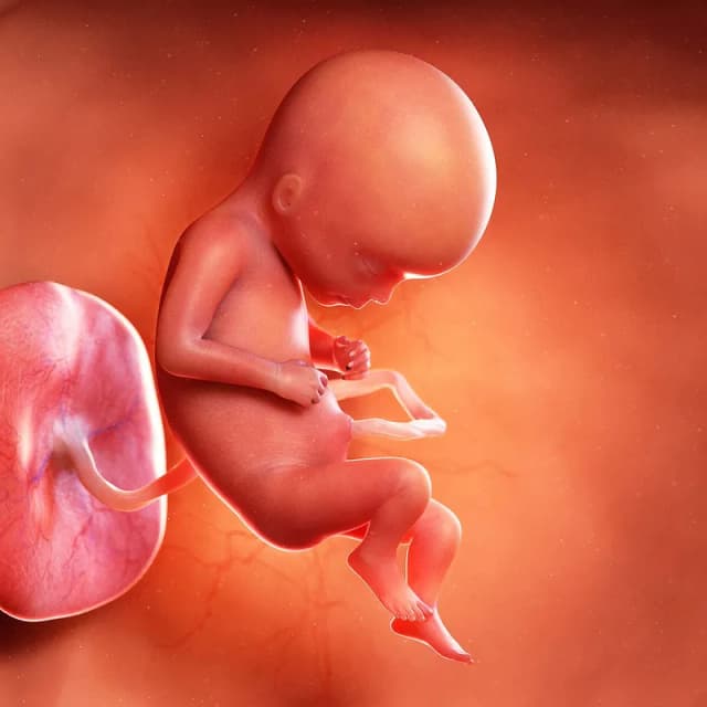 Hafta 17 bebek gelişimi