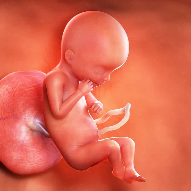 Hafta 19 bebek gelişimi