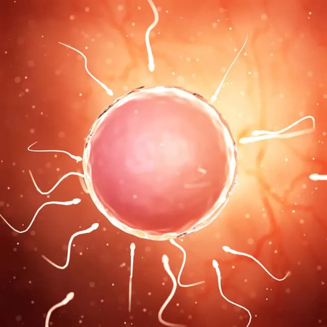 Hafta 2 bebek gelişimi