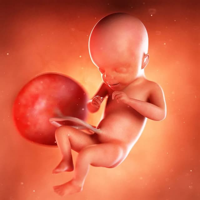 Hafta 21 bebek gelişimi