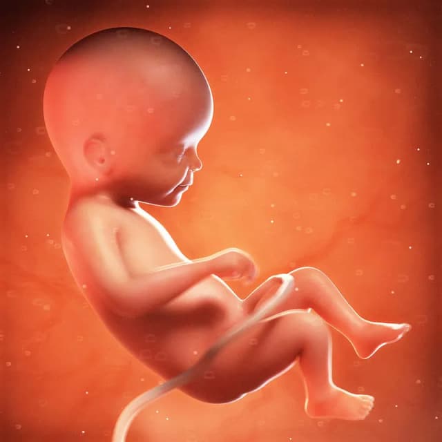 Hafta 22 bebek gelişimi