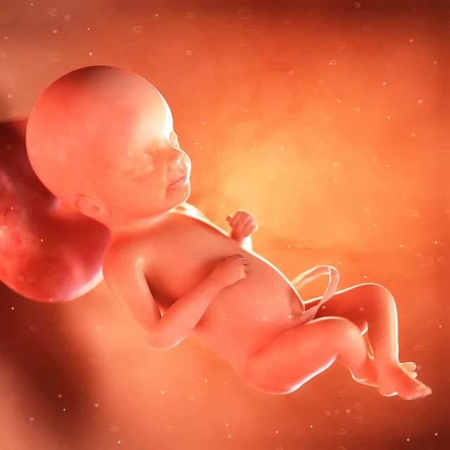 Hafta 23 bebek gelişimi