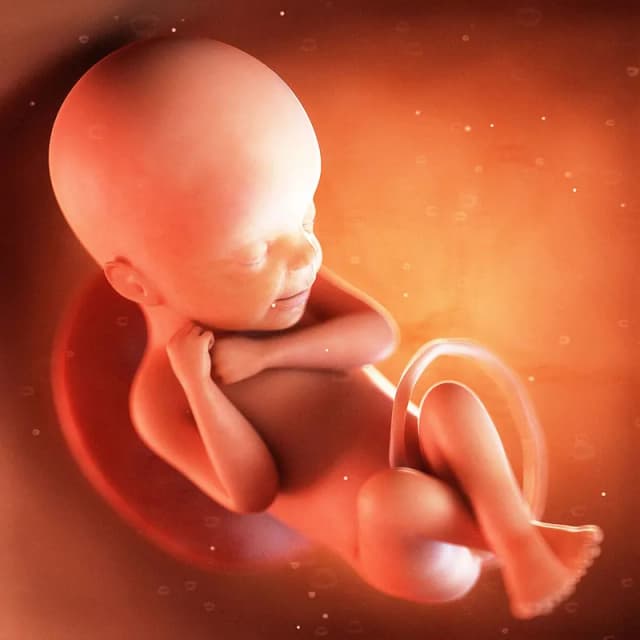 Hafta 24 bebek gelişimi