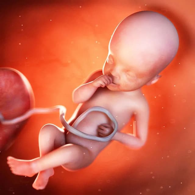 Hafta 25 bebek gelişimi