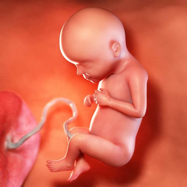 Hafta 29 bebek gelişimi