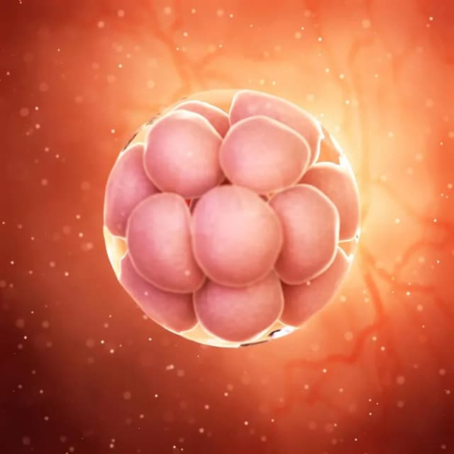 Hafta 3 bebek gelişimi