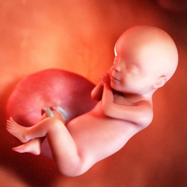 Hafta 30 bebek gelişimi