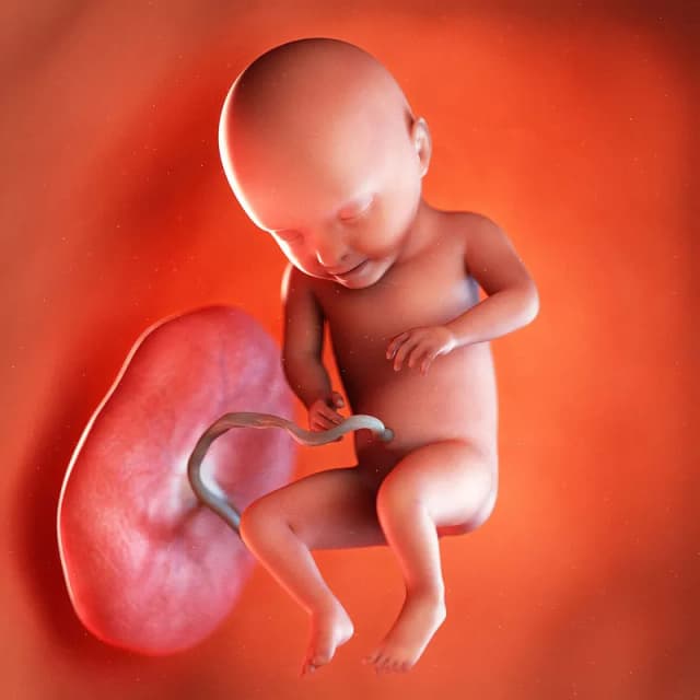 Hafta 31 bebek gelişimi