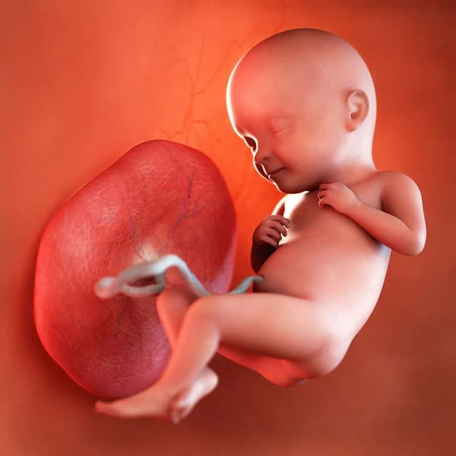 Hafta 32 bebek gelişimi