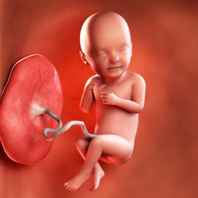 Hafta 33 bebek gelişimi