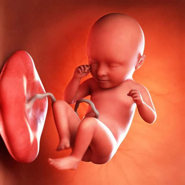 Hafta 35 bebek gelişimi