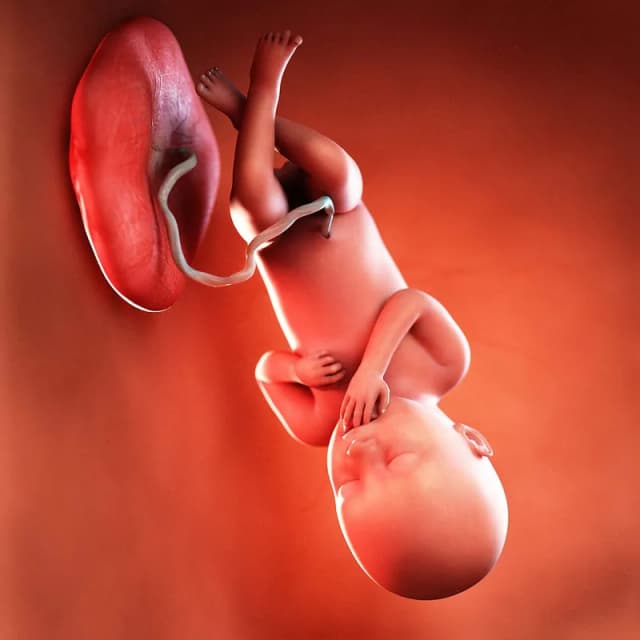 Hafta 36 bebek gelişimi