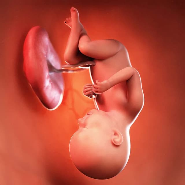 Hafta 37 bebek gelişimi