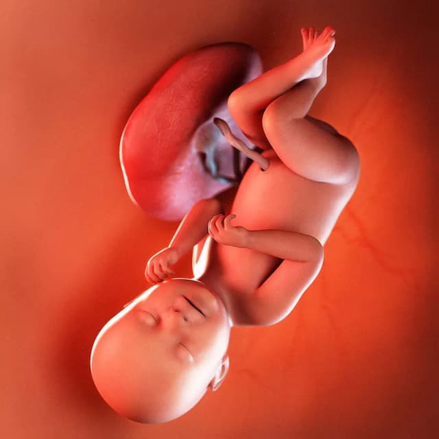 Hafta 38 bebek gelişimi