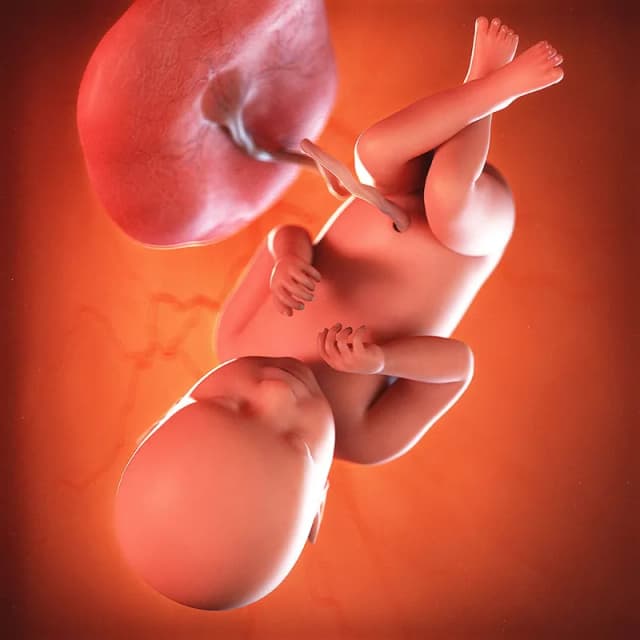 Hafta 39 bebek gelişimi