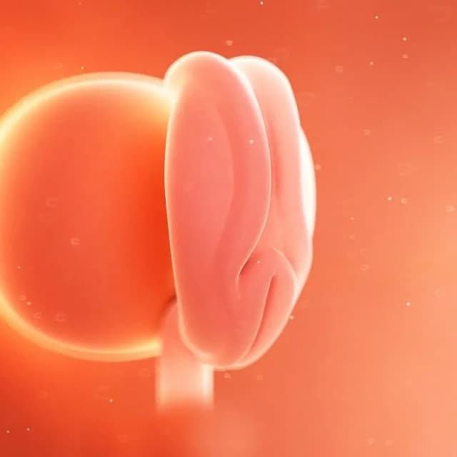 Hafta 4 bebek gelişimi