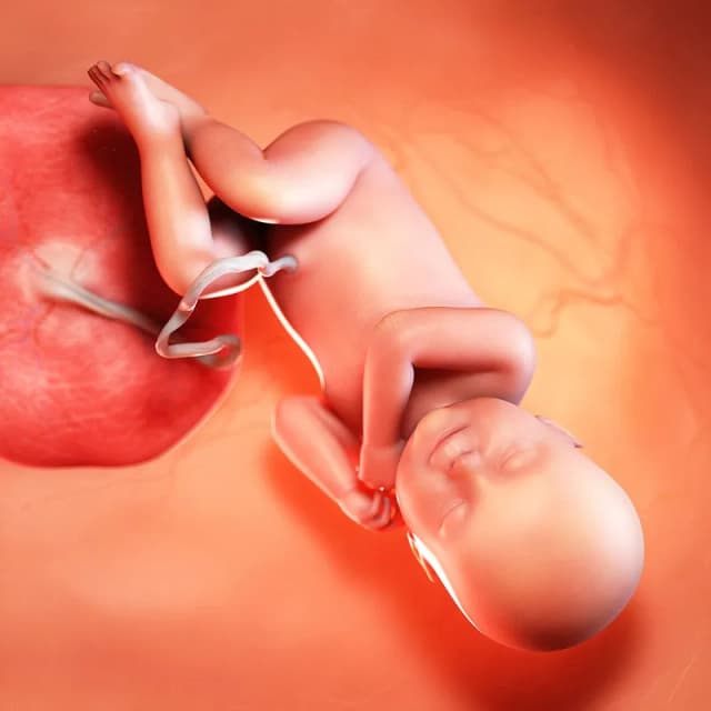 Hafta 41 bebek gelişimi