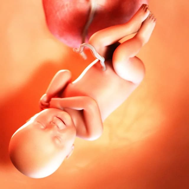 Hafta 42 bebek gelişimi