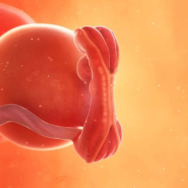 Hafta 5 bebek gelişimi